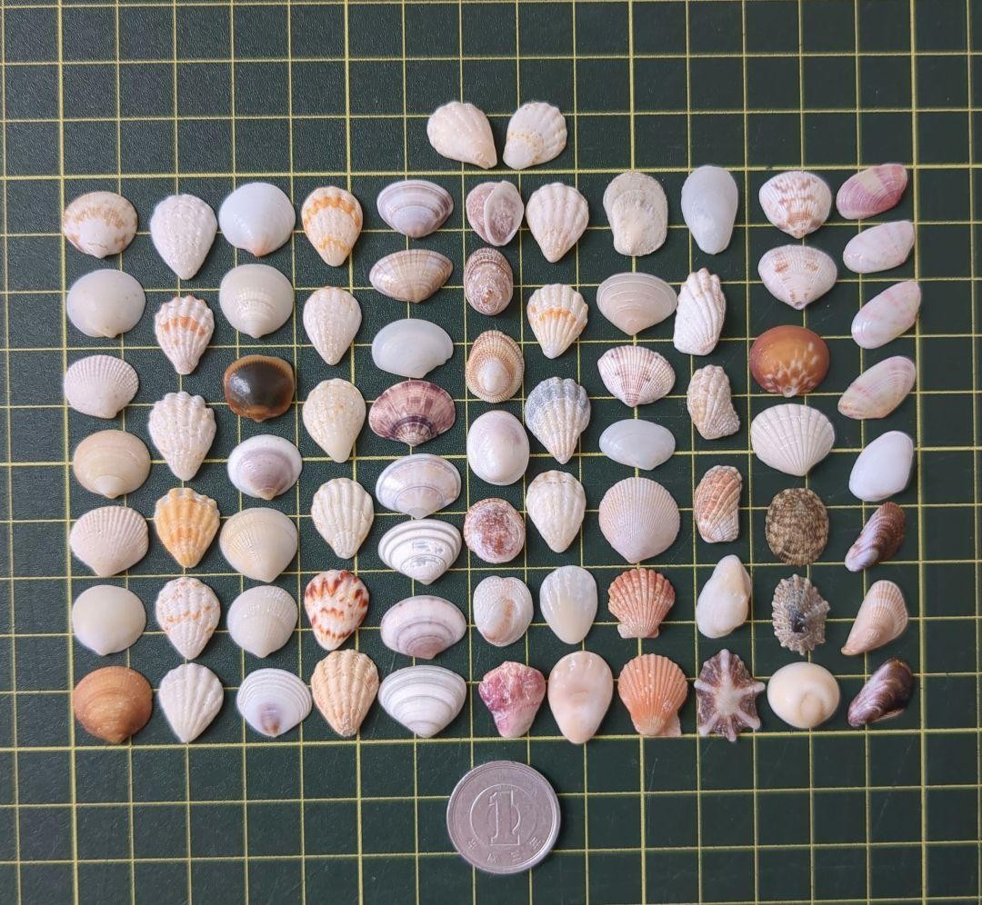 Unique Assorted Seashells, Approx. 1.2cm-1.5cm, Natural Materials, Handmade