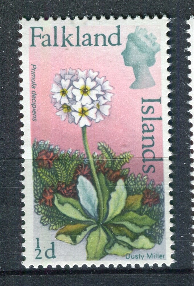 FALKLANDS; 1968 early Flowers issue fine MINT MNH Unmounted 1/2d. value