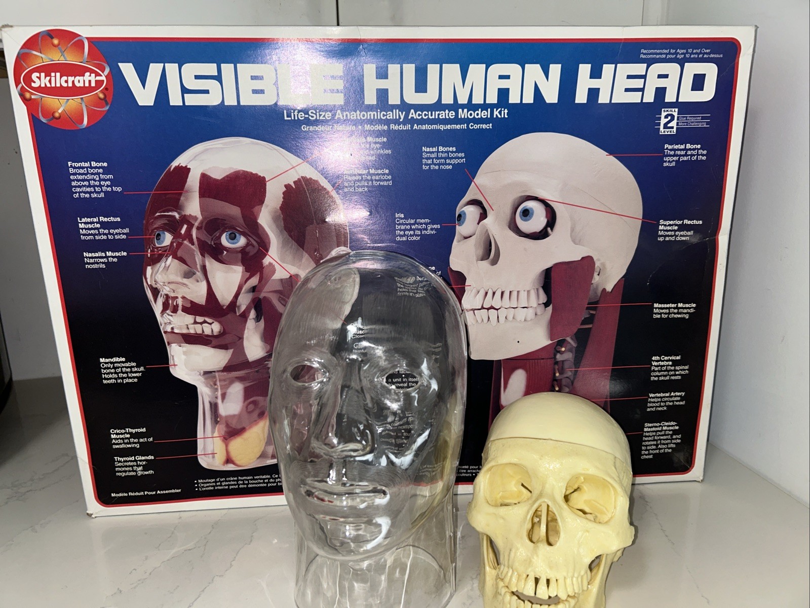 Skilcraft Visible Human Head Horror Medical Doctor Teaching Gifted Toy Model