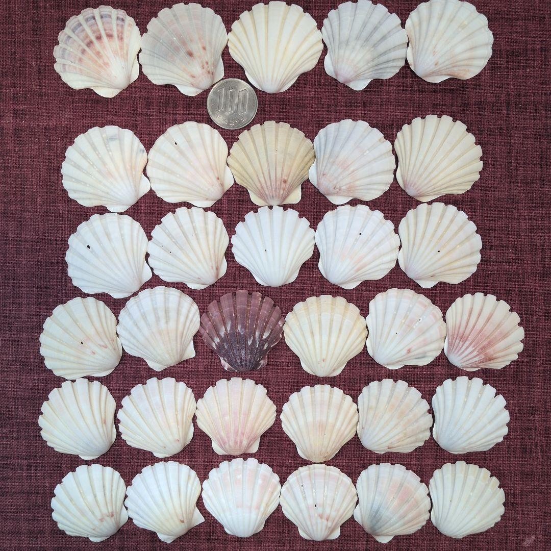 Small Scallop Shells, Set of 33, Genuine  Surf-Tumbled From Japan