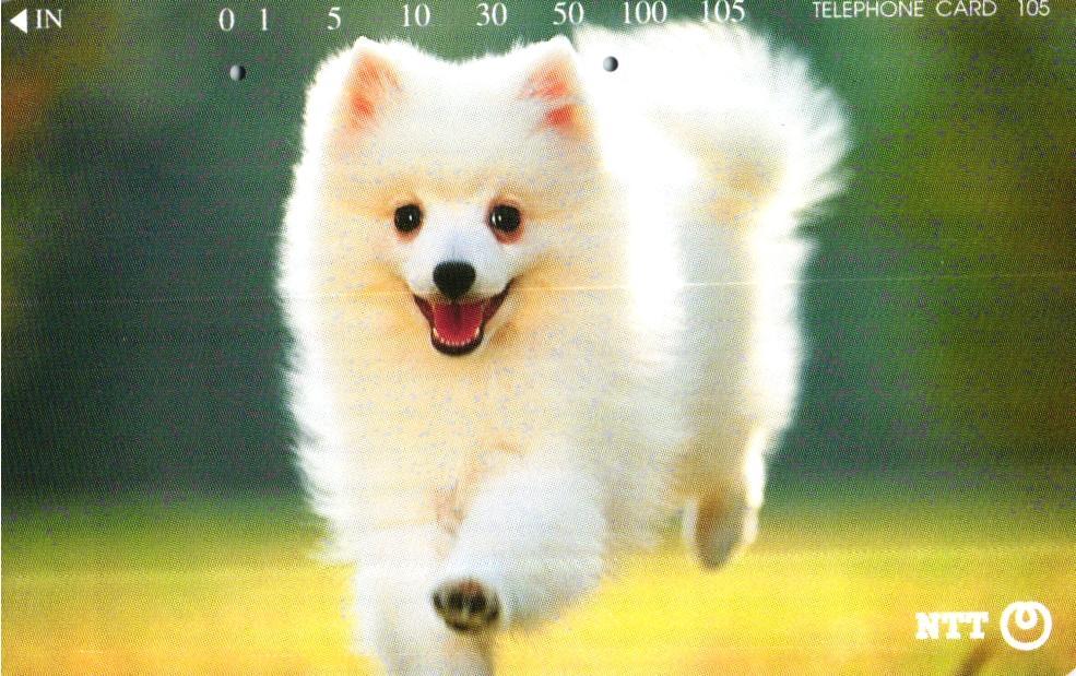 105 Phonecard Used Japan White Dog