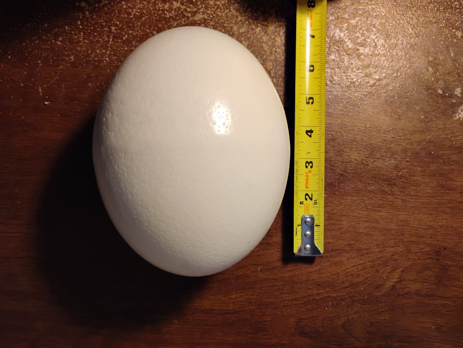 Empty ostrich egg drained