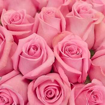 100 Pink Roses