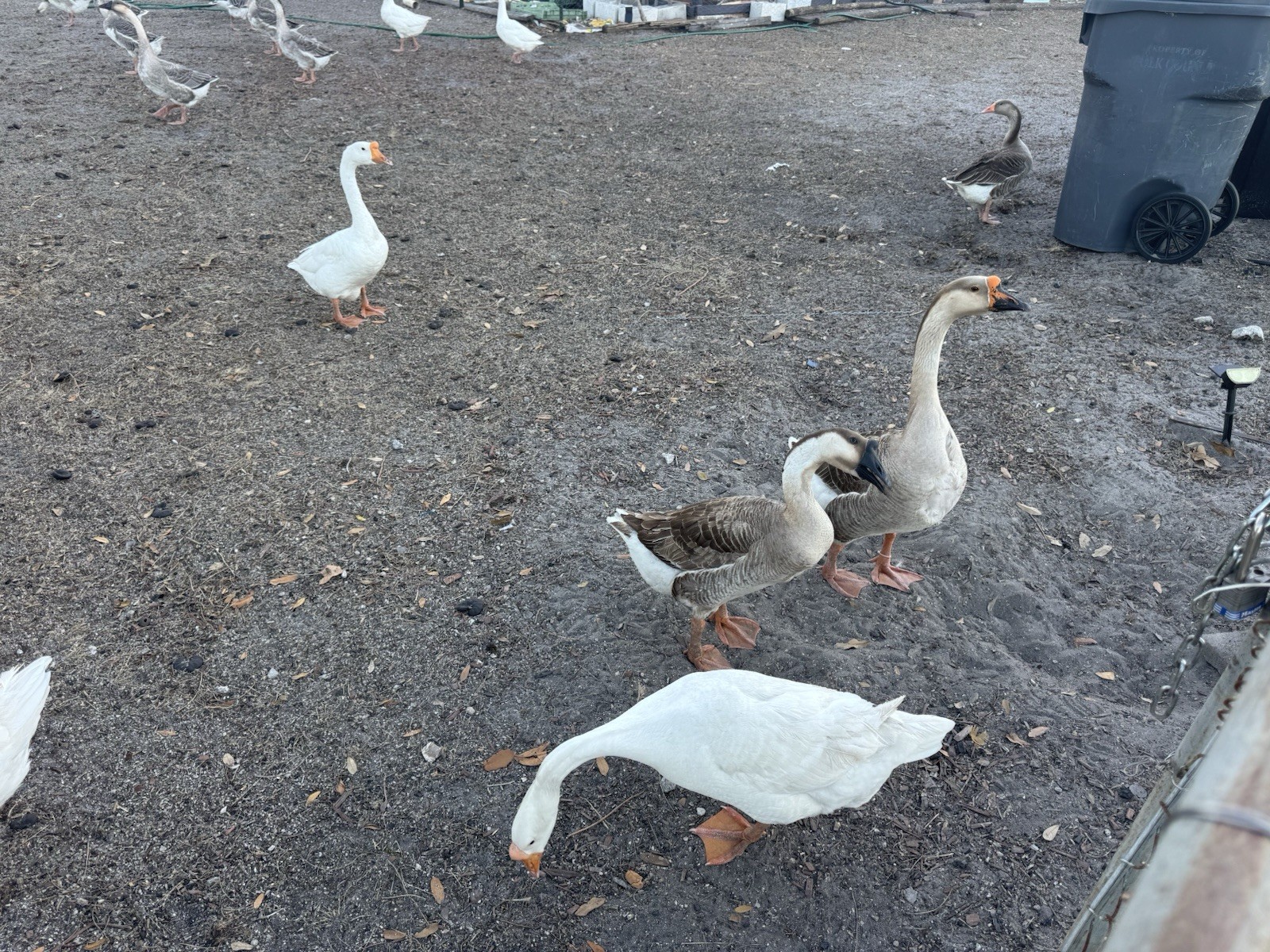 Fertile Chinese goose hatching eggs. Price Is Per Egg With Free Delivery