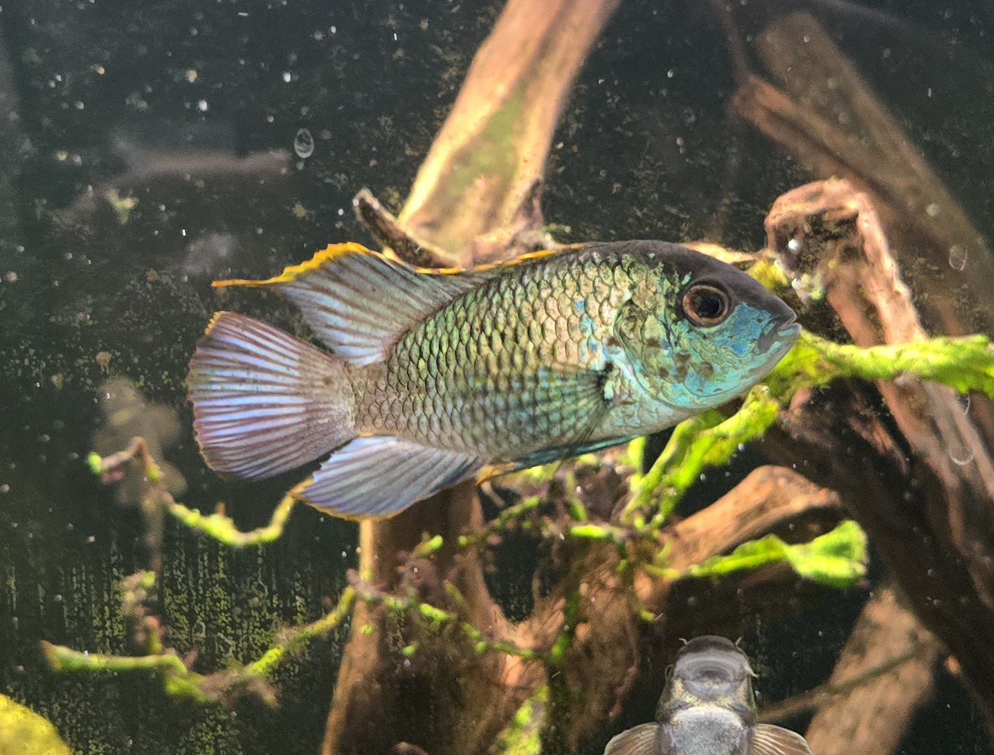 Adult Electric Blue Acara x4 3-5" Bosemani Rainbow Fish x5 Red Bushynose Pleco 