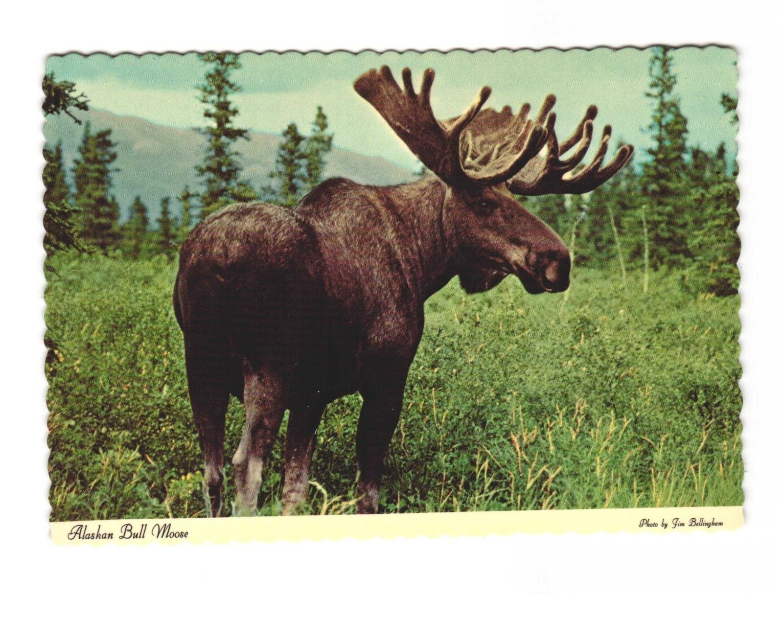 Alaskan Bull Moose, Vintage Postcard Unposted
