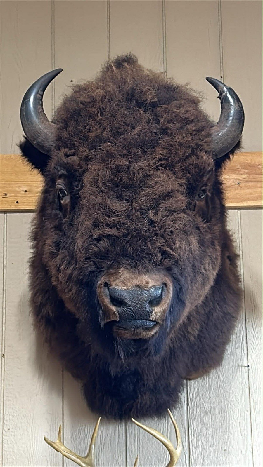 FHTIM1- Massive Buffalo Bison Taxidermy Shoulder mount Bull