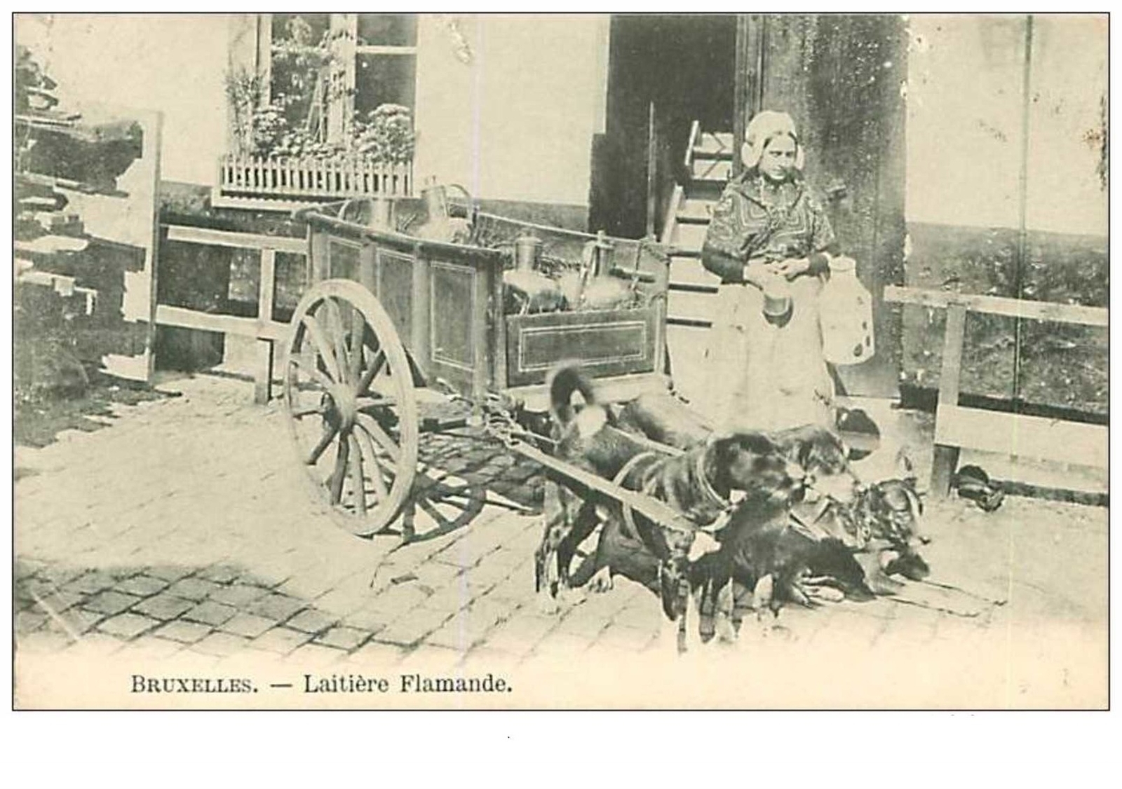 Dogs No. 55 Brussels Flemish Milk Cans Dog Cars Folded And Torn