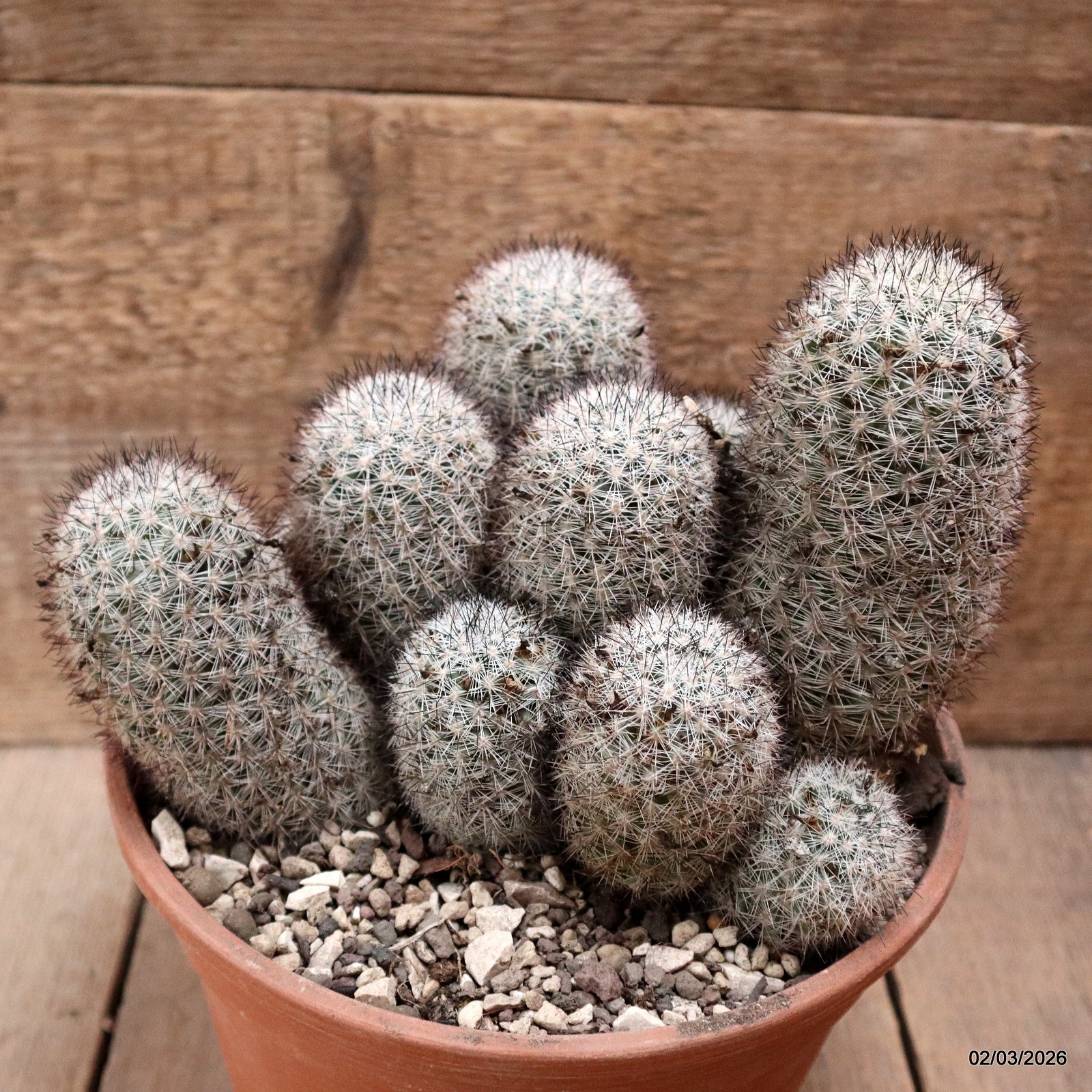 D7930 MAMMILLARIA SP. pot20-H16-W21 cm MaMa Cactus