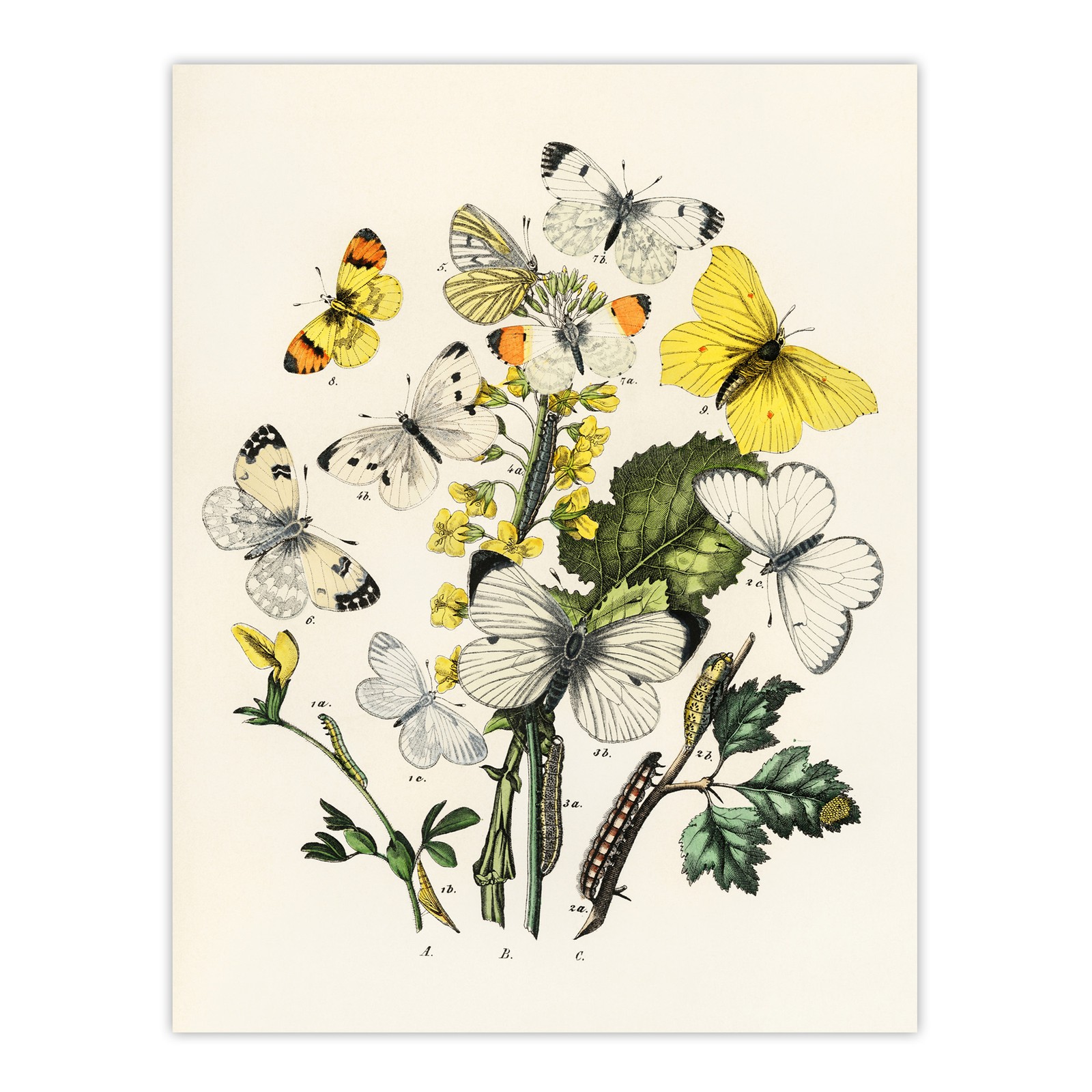 Caterpillars and Butterflies Kirby Vintage Wall Art Print Poster
