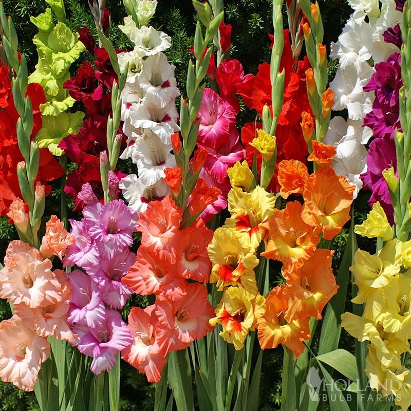 Grower Special Mix Gladiolus Flower Bulbs - 100 Bulbs Assorted Colors - Make 