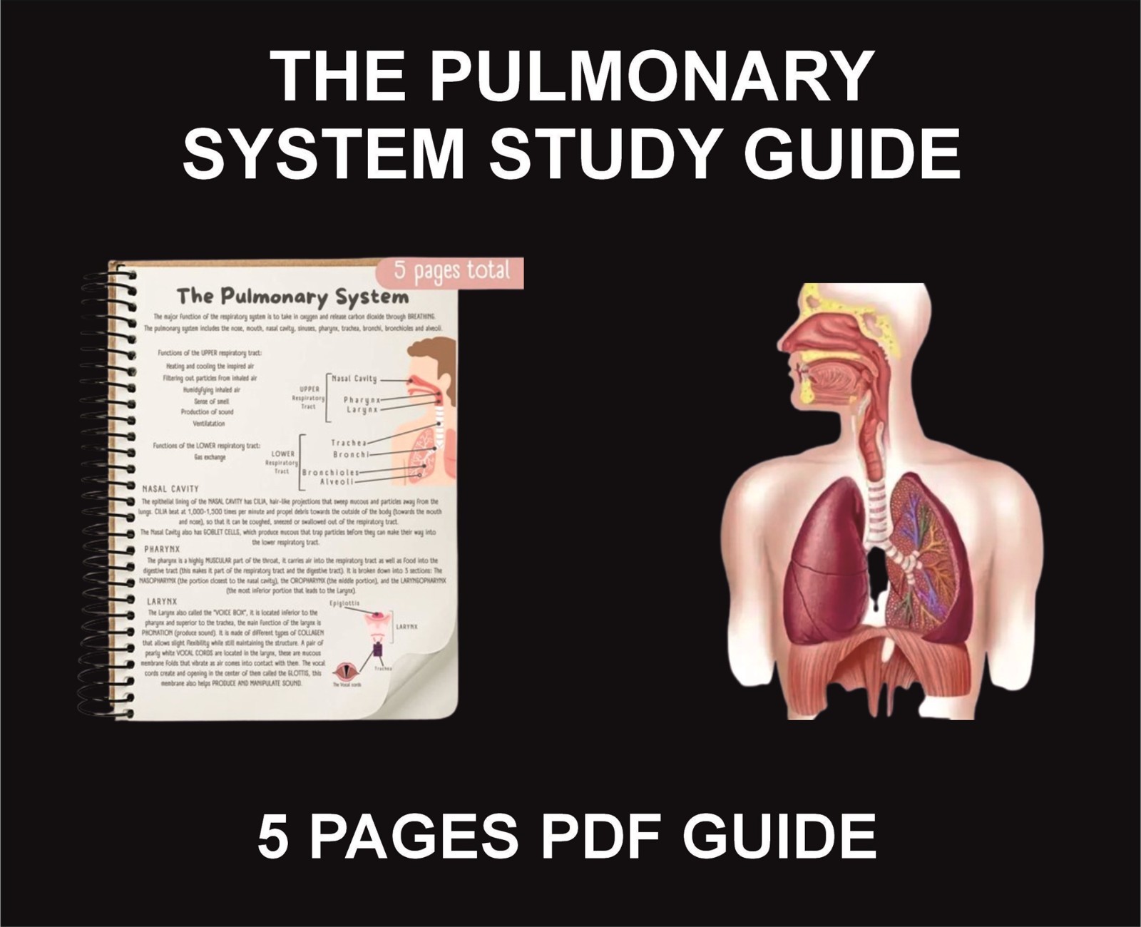 The Pulmonary System Study Guide, PDF