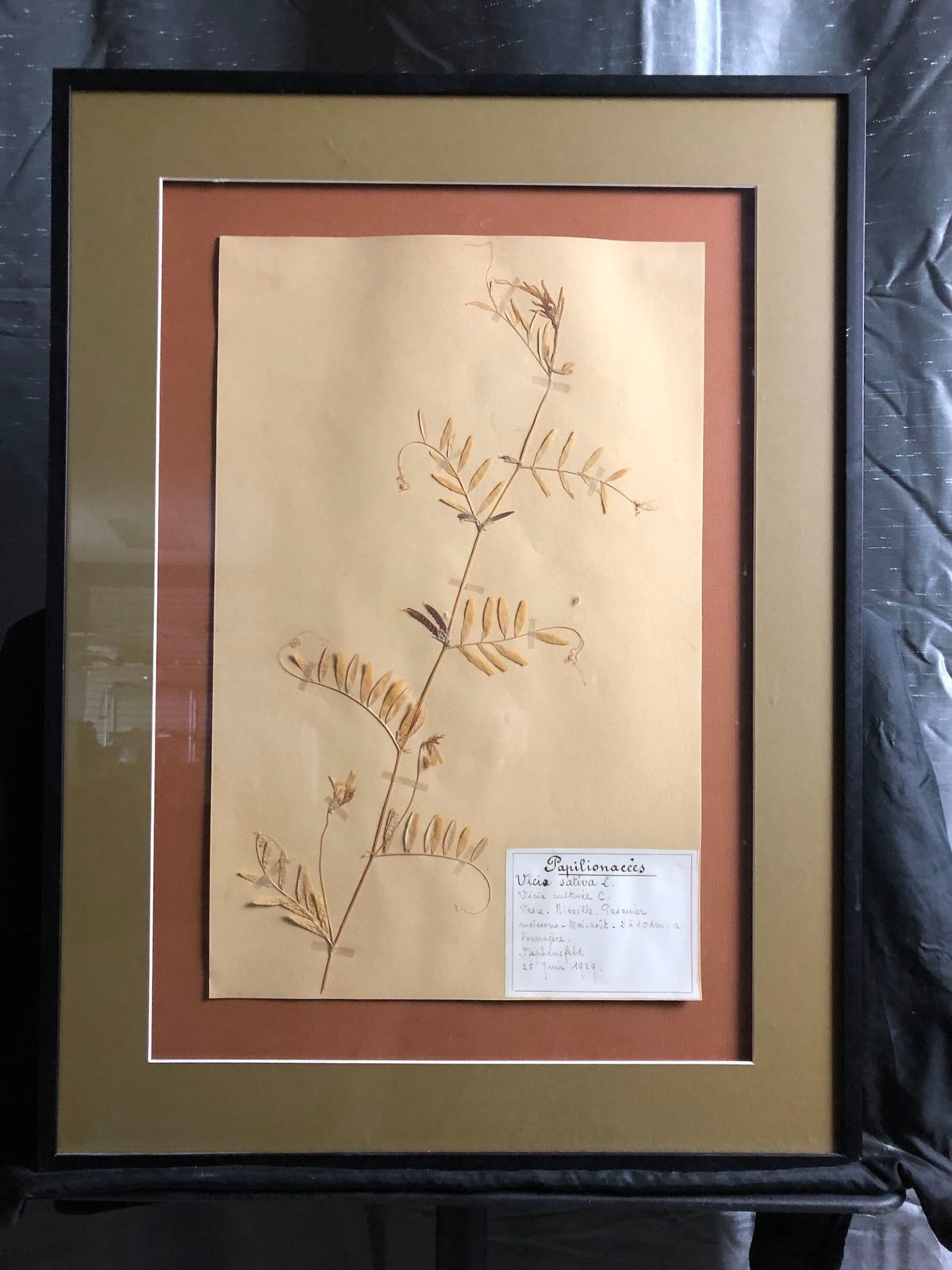 1929 Pressed Botanical Specimen Cultivated Vicia C. Vetch