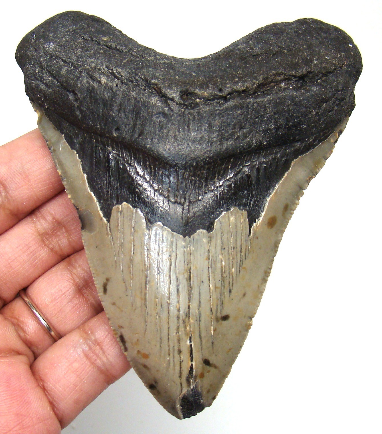 AMAZING MEGALODON SHARK TOOTH REAL FOSSIL - 3.80" SHARK TEETH - NO RESTORATIONS