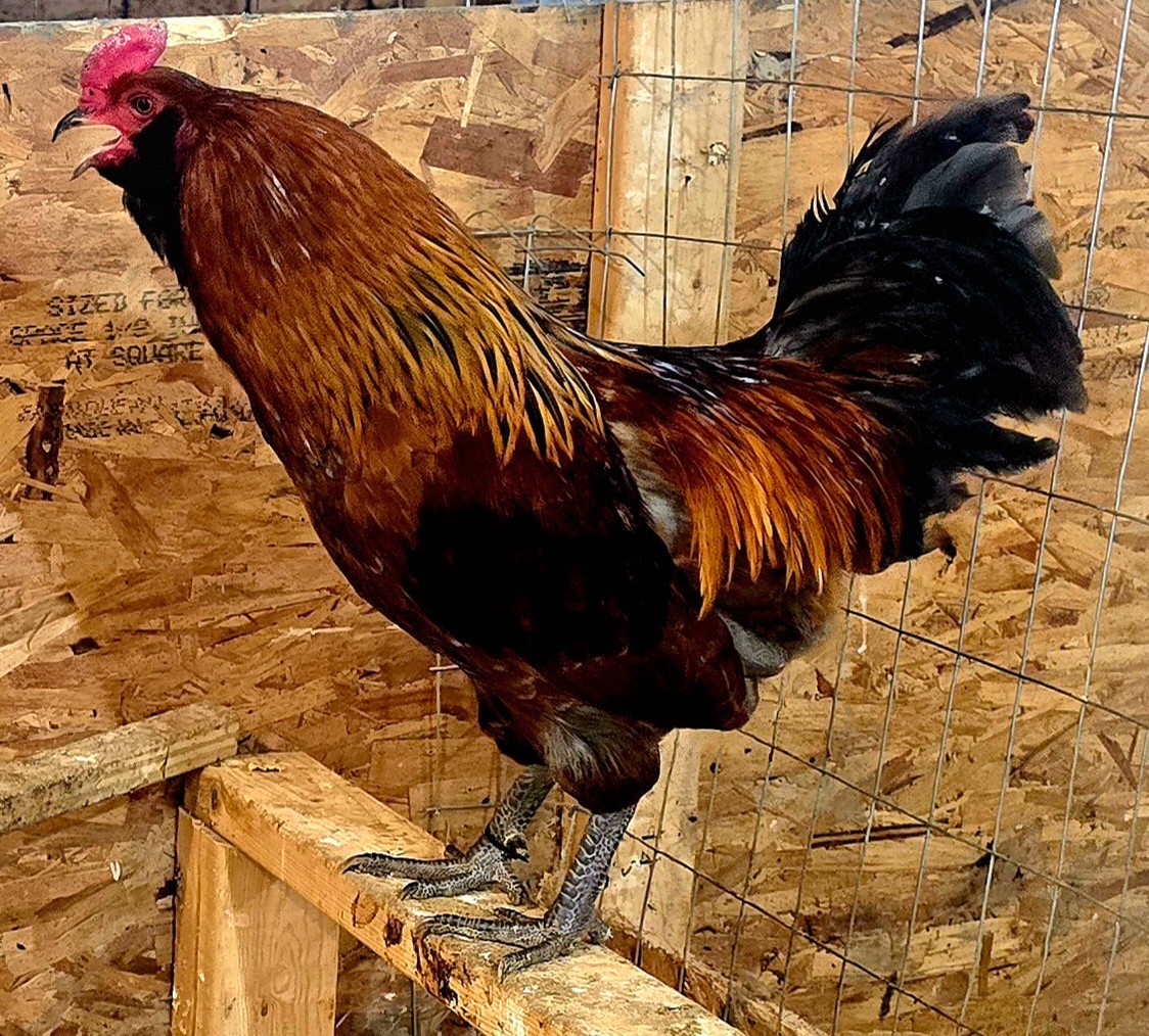 12+ Fertile Hatching Eggs - Easter Egger Chickens – Colorful Eggs