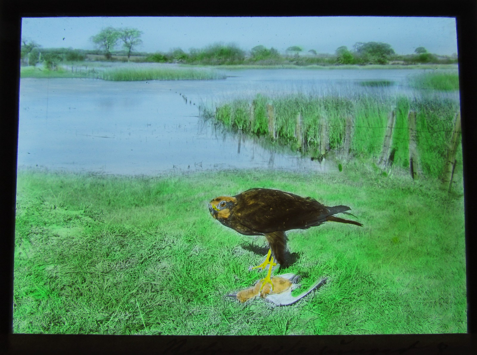 Glass Magic Lantern Slide EUROPEAN BIRDS OF PREY NO3 EAGLE ORNITHOLOGY PHOTO 