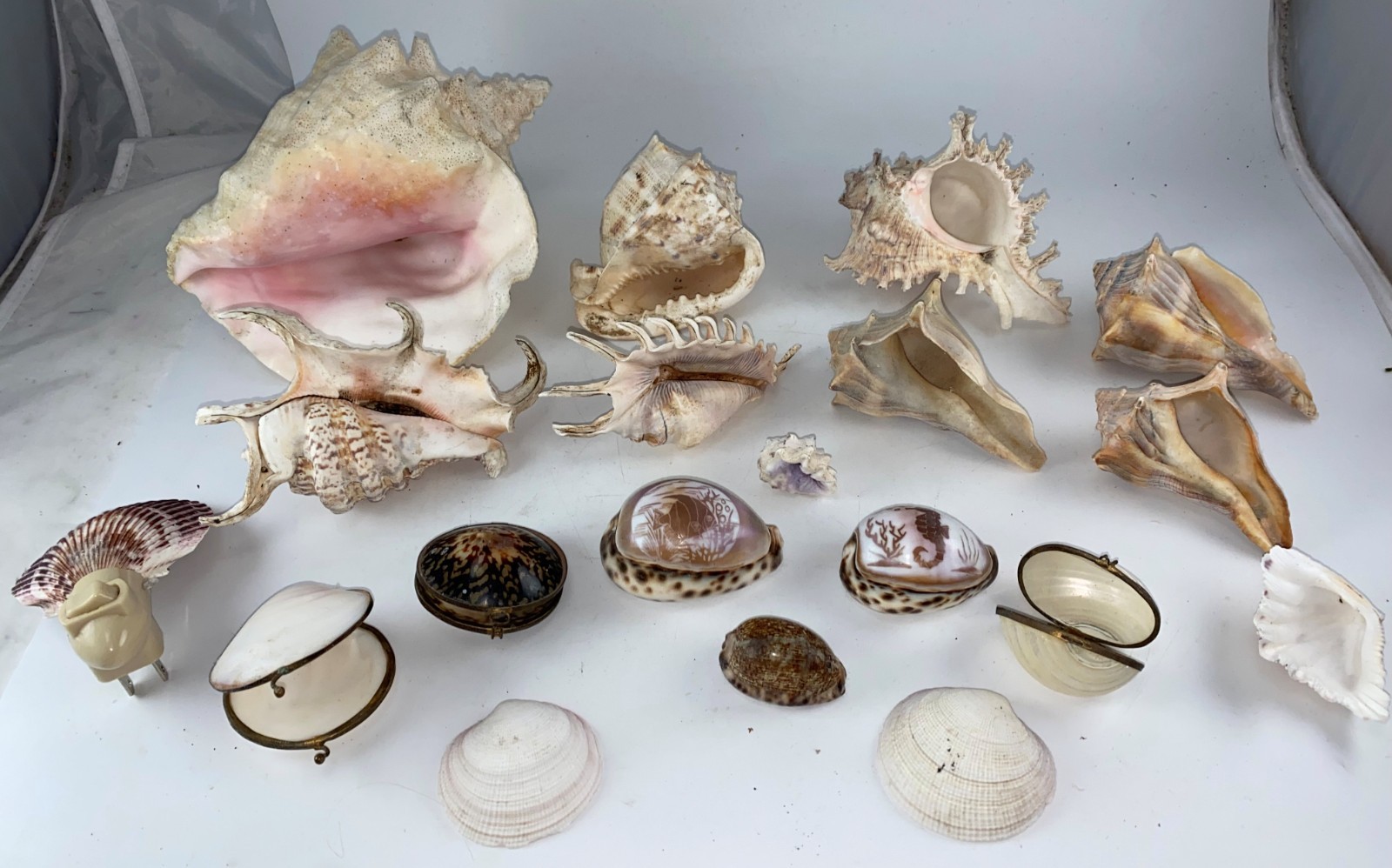 Lot Queen Conch Chiagra Spider Ramose Murex Carved Tiger Cowrie Hinged Shells