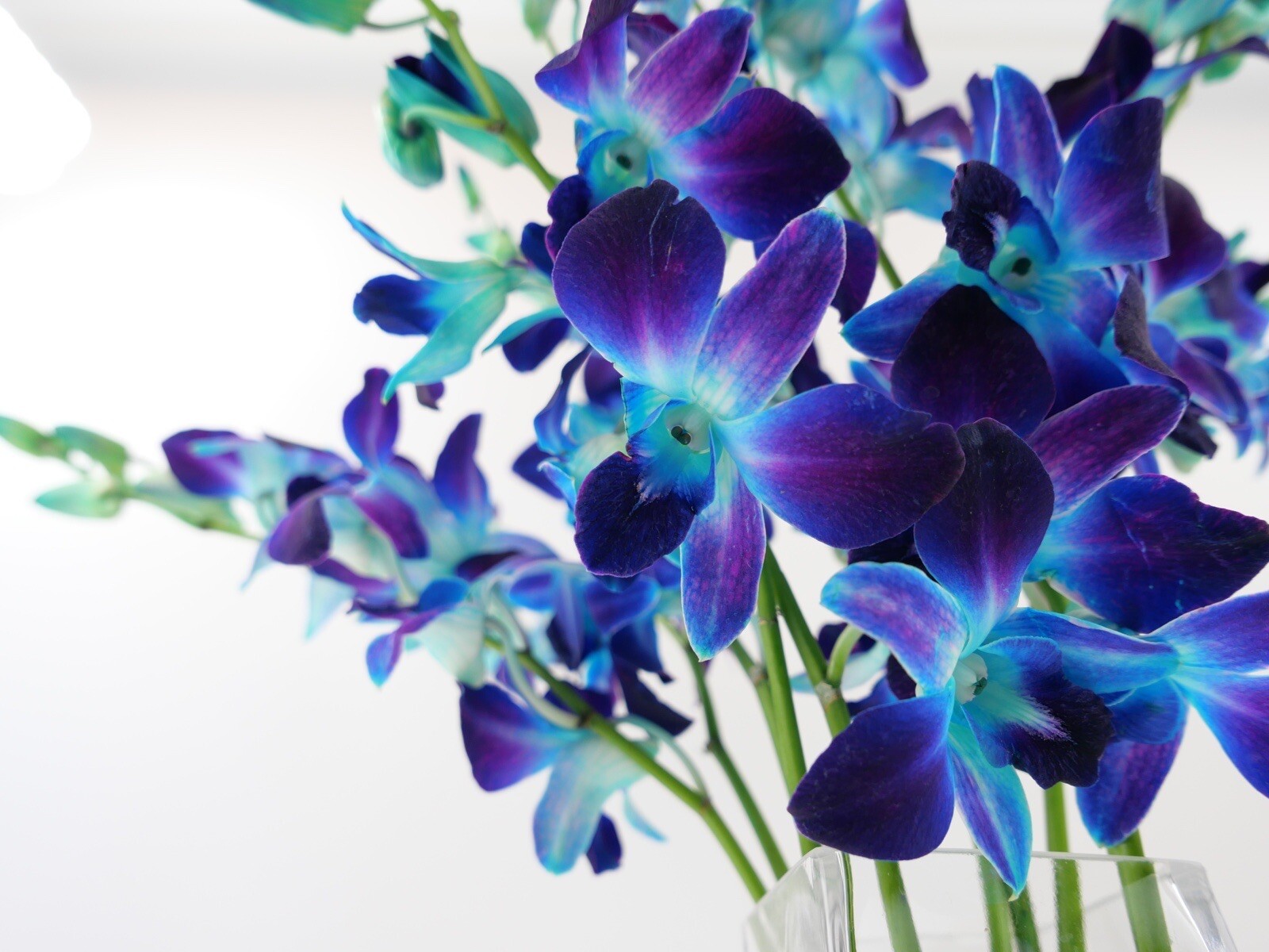 Dendrobium Dyed Blue Cut Orchids by The Box of 7 Bunches