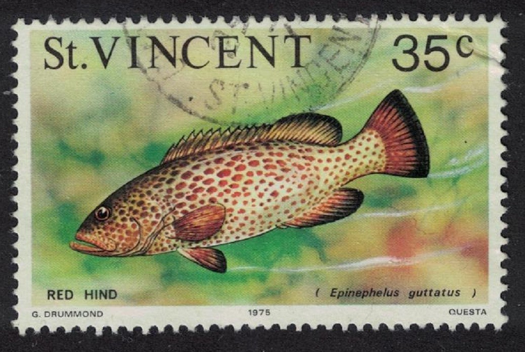 St. Vincent Red hind Fish Imprint '1975' Canc SG#435