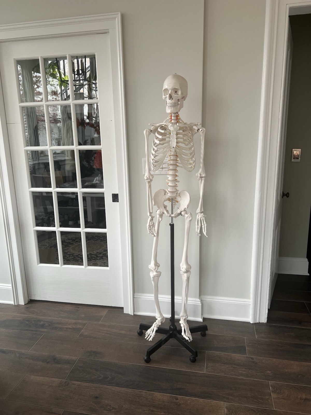 Skeleton For Anatomy  ATTENTION NURSING STUDENTS!!!!!  Use For Studying To Pass