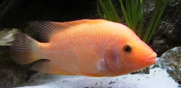 Group of 5 Red Devil / Midas Cichlid 1-3"