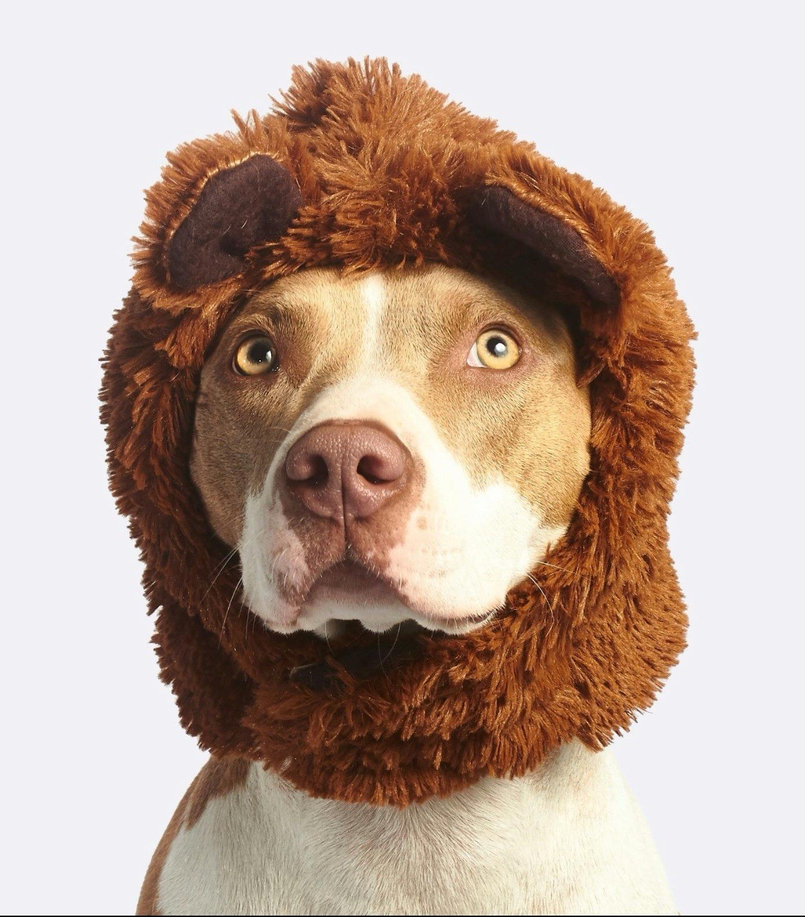 Pitbull Lover?  You need Pitbullfan.com