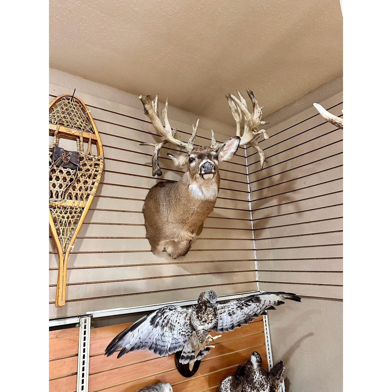 FH195- four whitetail taxidermy mounts