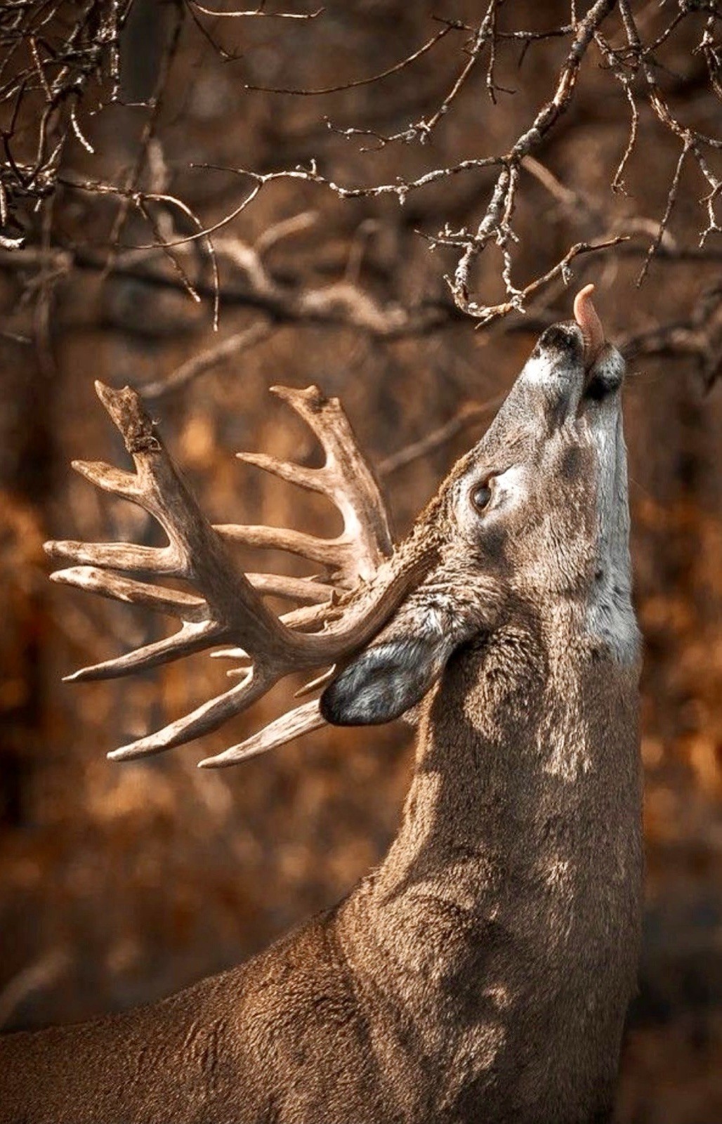 * WHITETAIL DEER * Fall Wildlife Photo Poster, Multiple sized Poster / Prints
