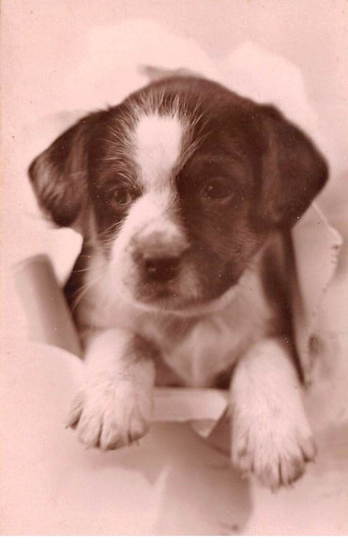 Dogs - No. 71374 - Puppy Portrait