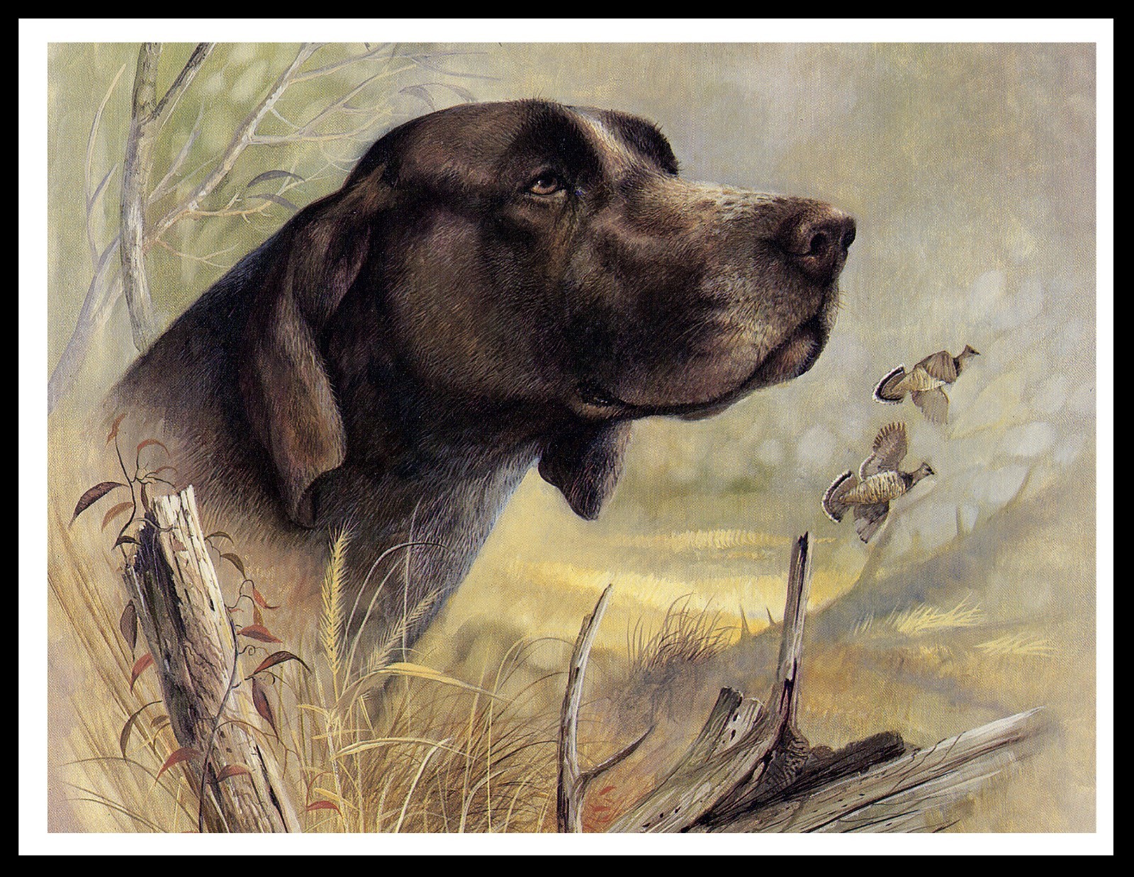 GERMAN SHORTHAIRED POINTER DOG ART PRINT POSTER HEAD STUDY