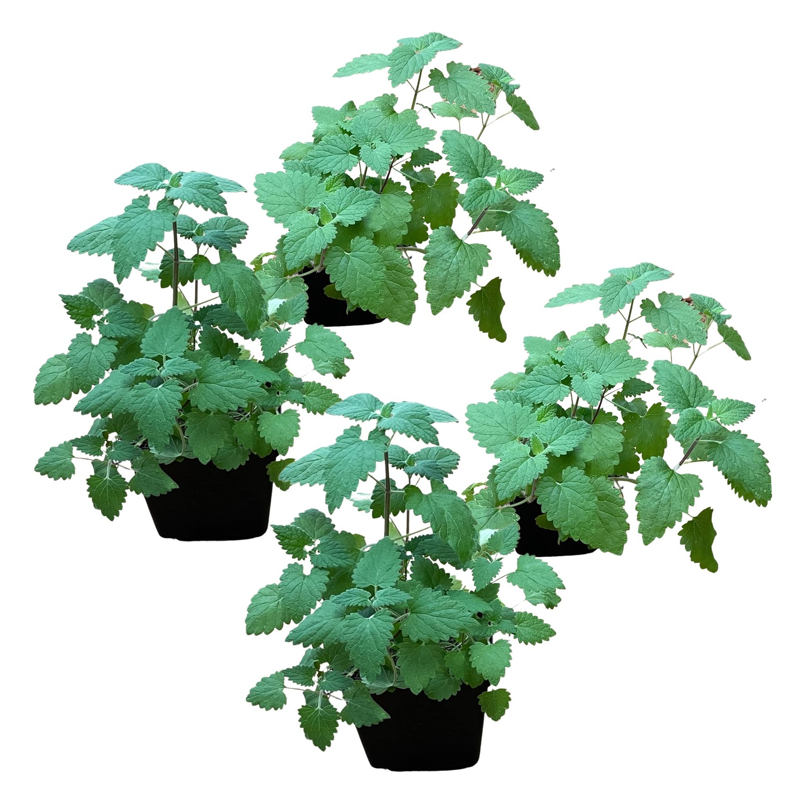 Live Catnip - Nepeta (4 Plants Per Pack) - Reduces Cat 4 Pack, 