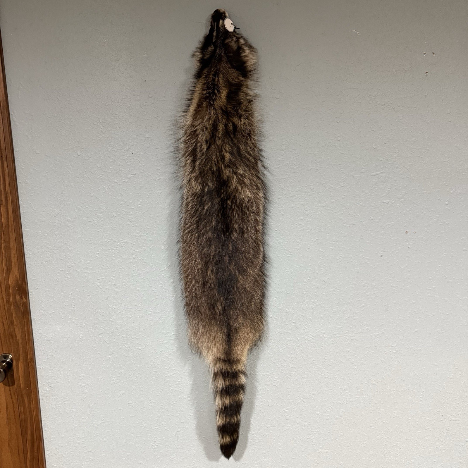 Professionally Tanned 2XL Raccoon/Coon Hide/Furs/Pelts/Taxidermy/Crafts - 5