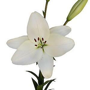 White Asiatic Lily Flower