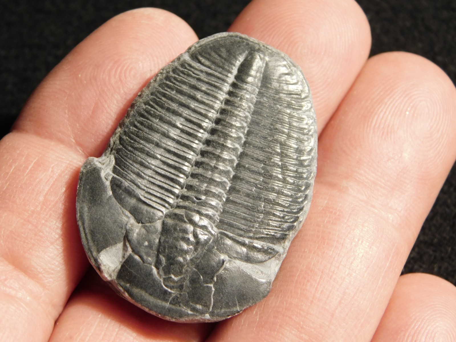 Big! 100% Natural Elrathia TRILOBITE Fossil From Cambrian Utah 2.17