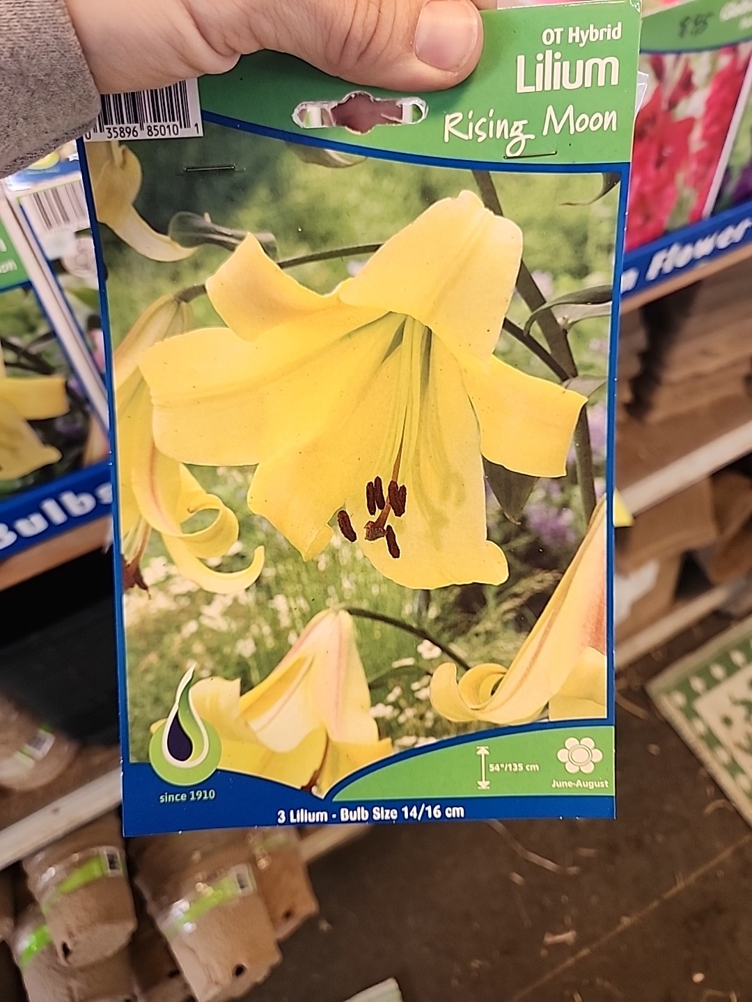 3 (Rising Moon) Asiatic Lily bulbs Summer Perennial Flowers 