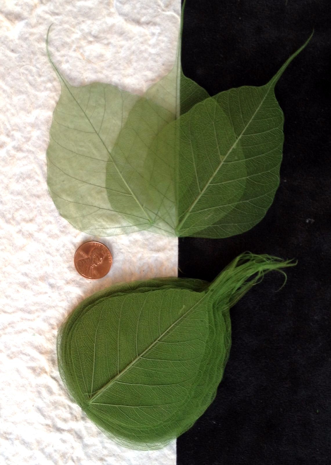 25 Olive Dark Kiwi Medium Green Po Banyan Pho leaves skeleton leaf see through