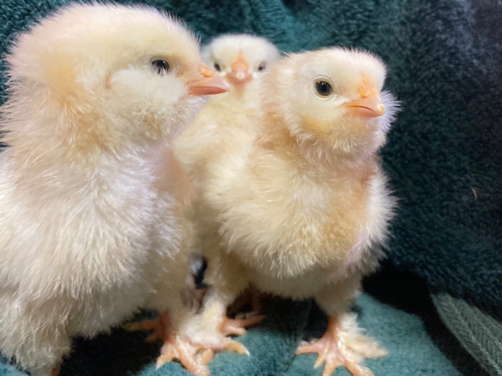 10 + Purebred Faverolles Hatching Eggs Salmon And Creamy Hens Gorgeous Blue Roo!