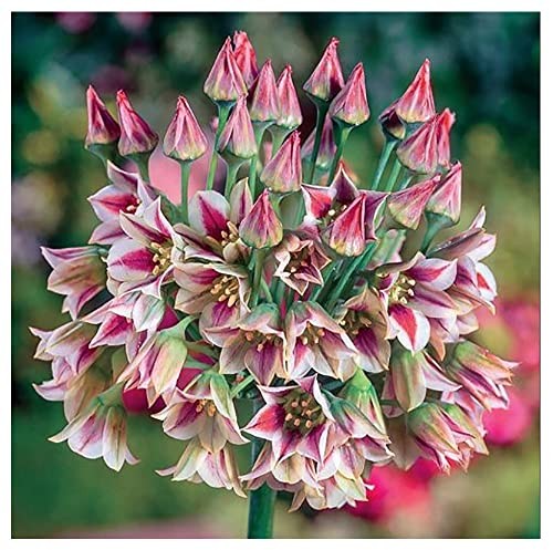 Sicilian Honey Lily Bulb - 1 Bulb - Beautiful Flower! 