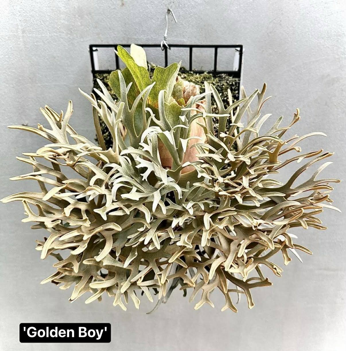 RARE Platycerium Golden Boy Sporelings Staghorn Fern USA