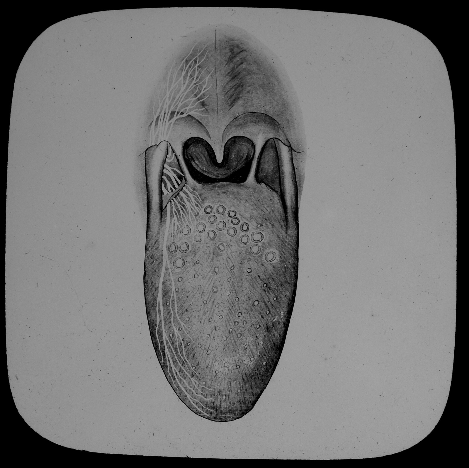 Magic Lantern Slide HUMAN PHYSIOLOGY NO43 TONGUE C1888 MEDICAL ILLUSTRATION