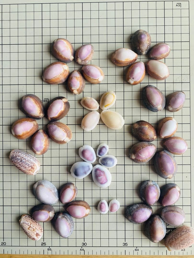 Shell Cowry Shell Set Natural Conch Treasure Shell from Japan