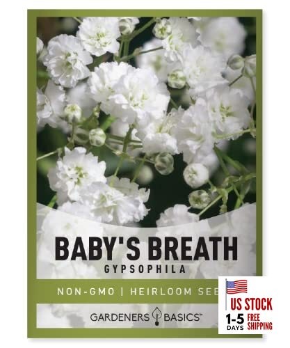 , Baby's Breath Seeds for Planting Gpsophila - Beautiful Annual Cut Flower for 