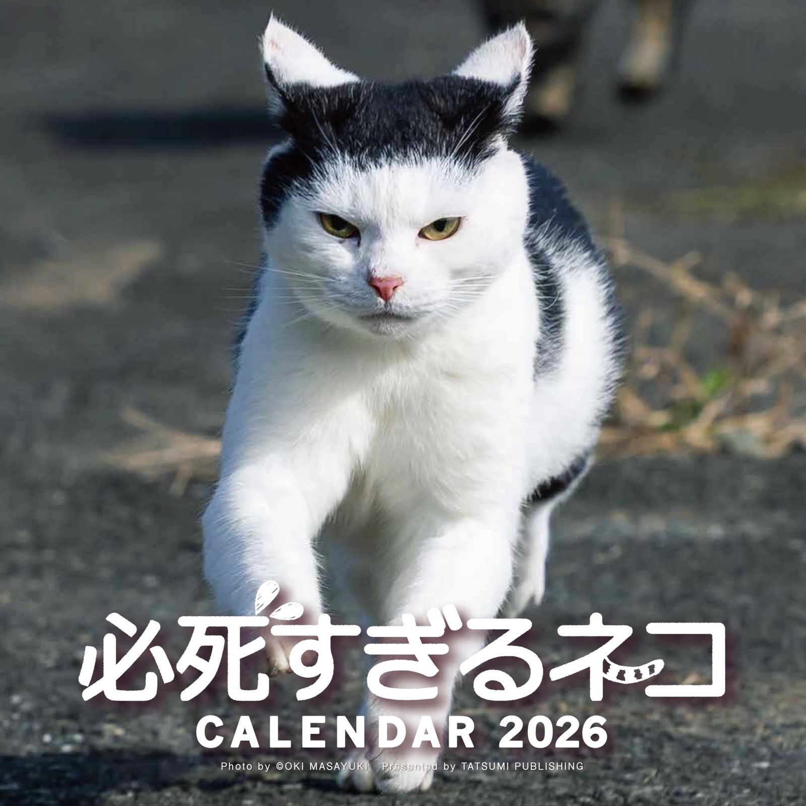 Desperate Cat Wall Calendar 2026 Masayuki Oki 10×10in Japanese Style New