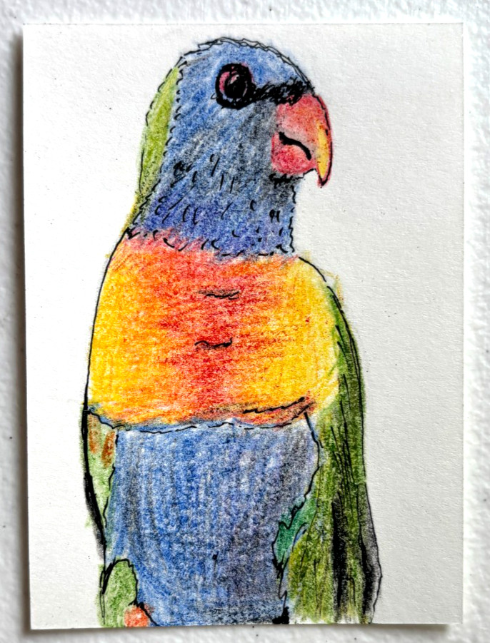 Rainbow Lorikeet Bird ACEO Original Colored Pencil Nature Drawing ATC OOAK
