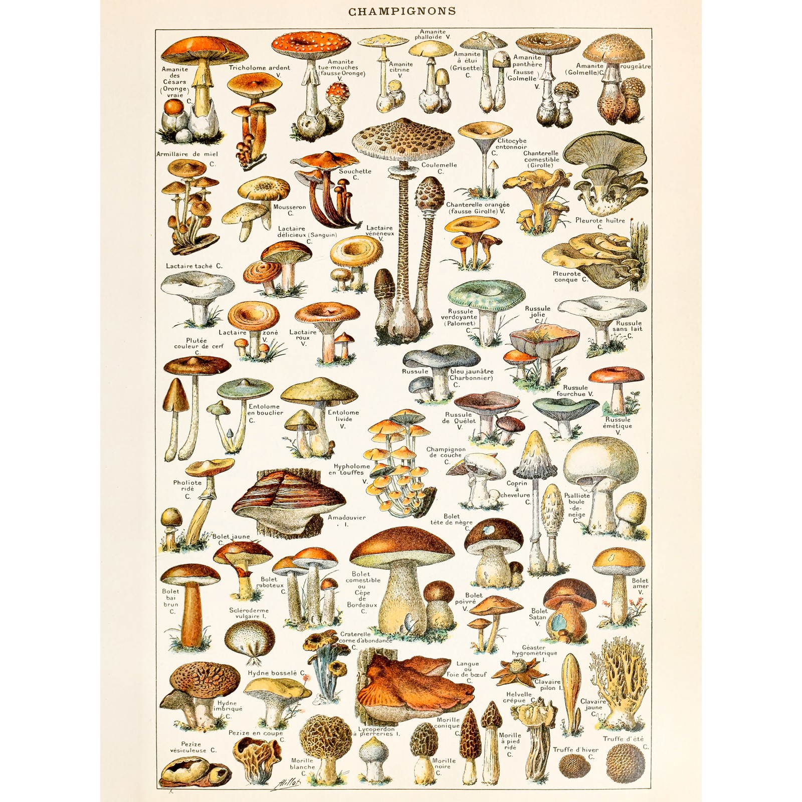 Millot Encyclopedia Page Mushrooms Fungus Huge Wall Art Poster Print