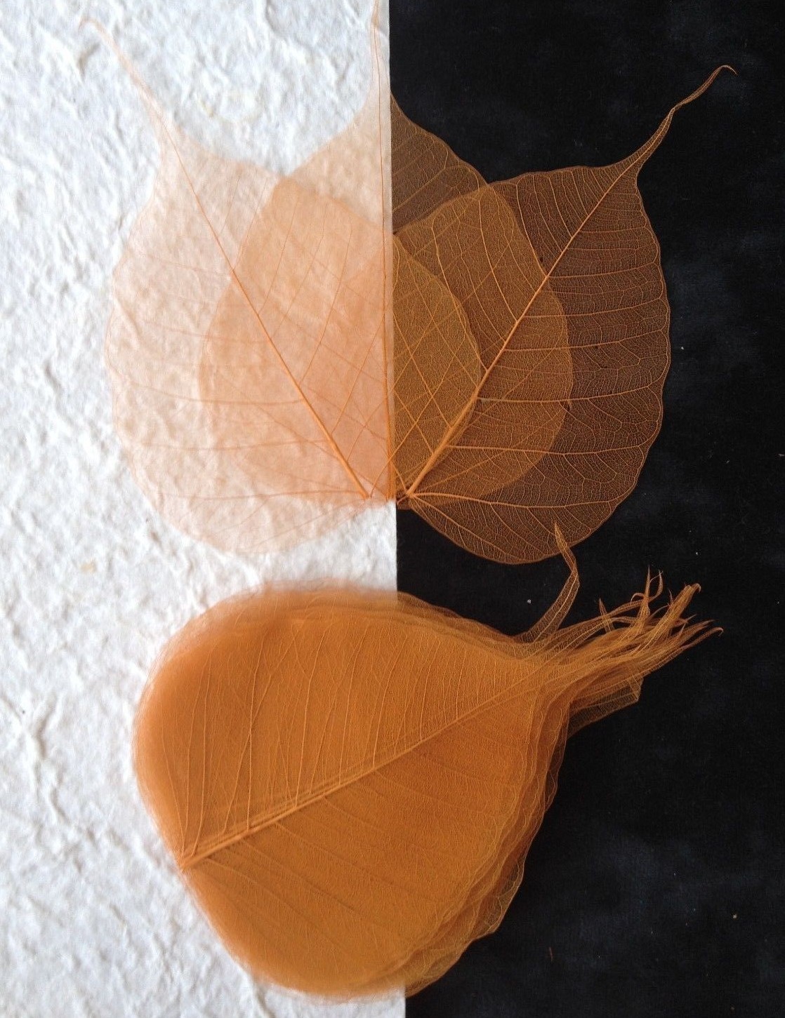 25 leaves Dyed Copper po bo Pho Banyan skeleton leaf see through veins Medium