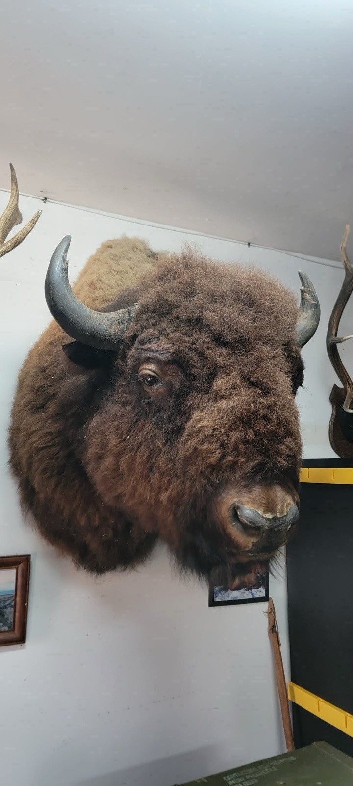 FHFB1 - Massive Buffalo Bison Taxidermy Shoulder mount Bull
