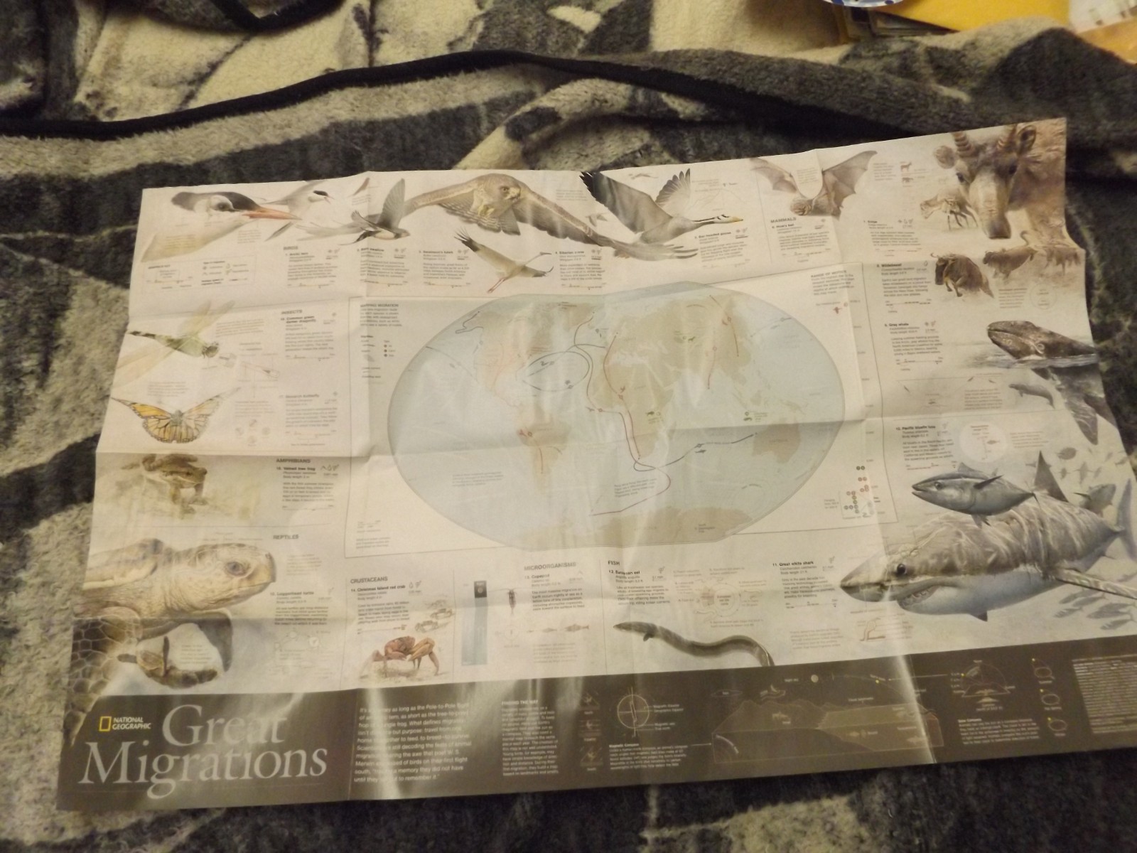 NATIONAL GEOGRAPHIC Map of The WORLD and GREAT MIGRATIONS 2010 Supplement