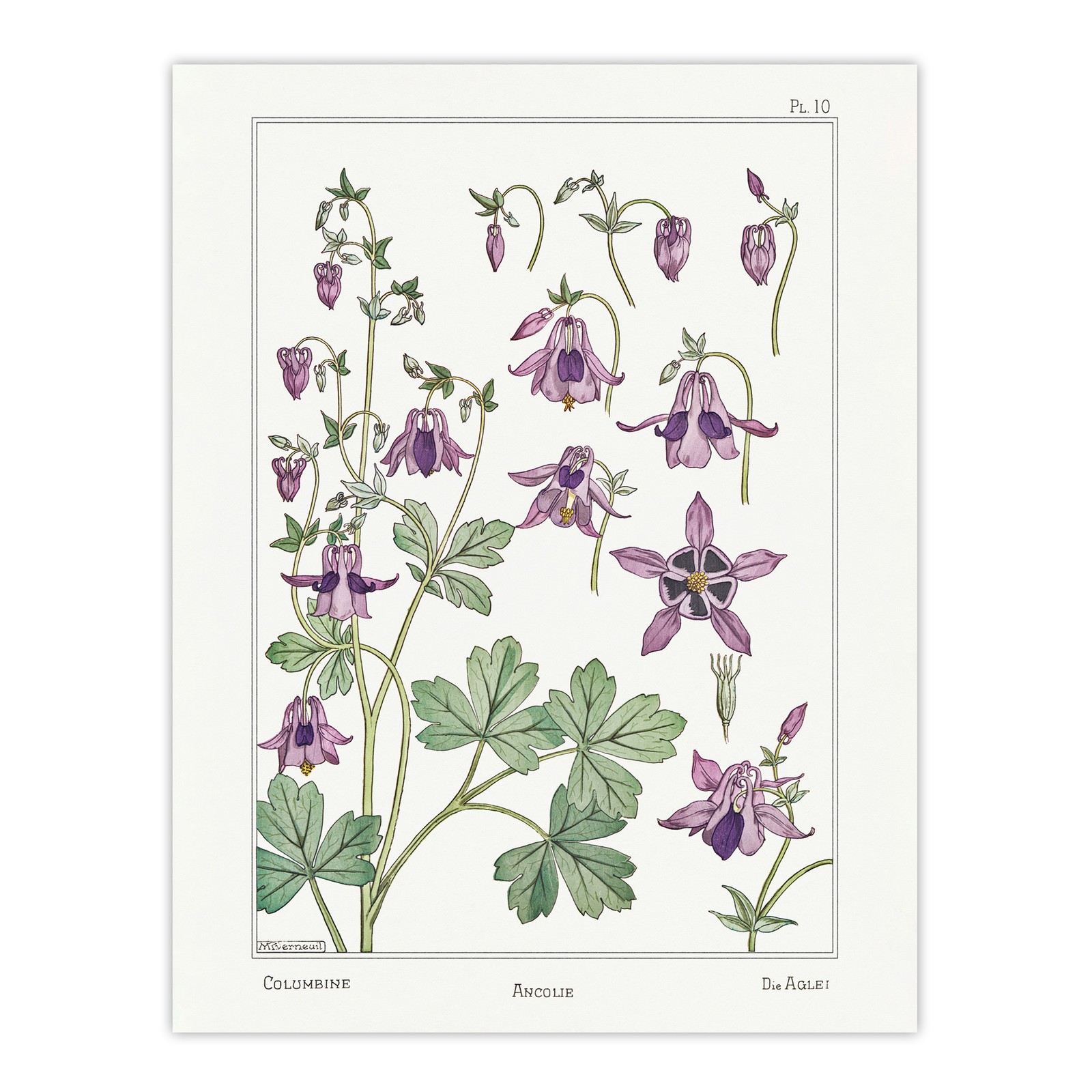 Columbine Aquilegia Flower Vintage Framed Wall Art Print Verneuil