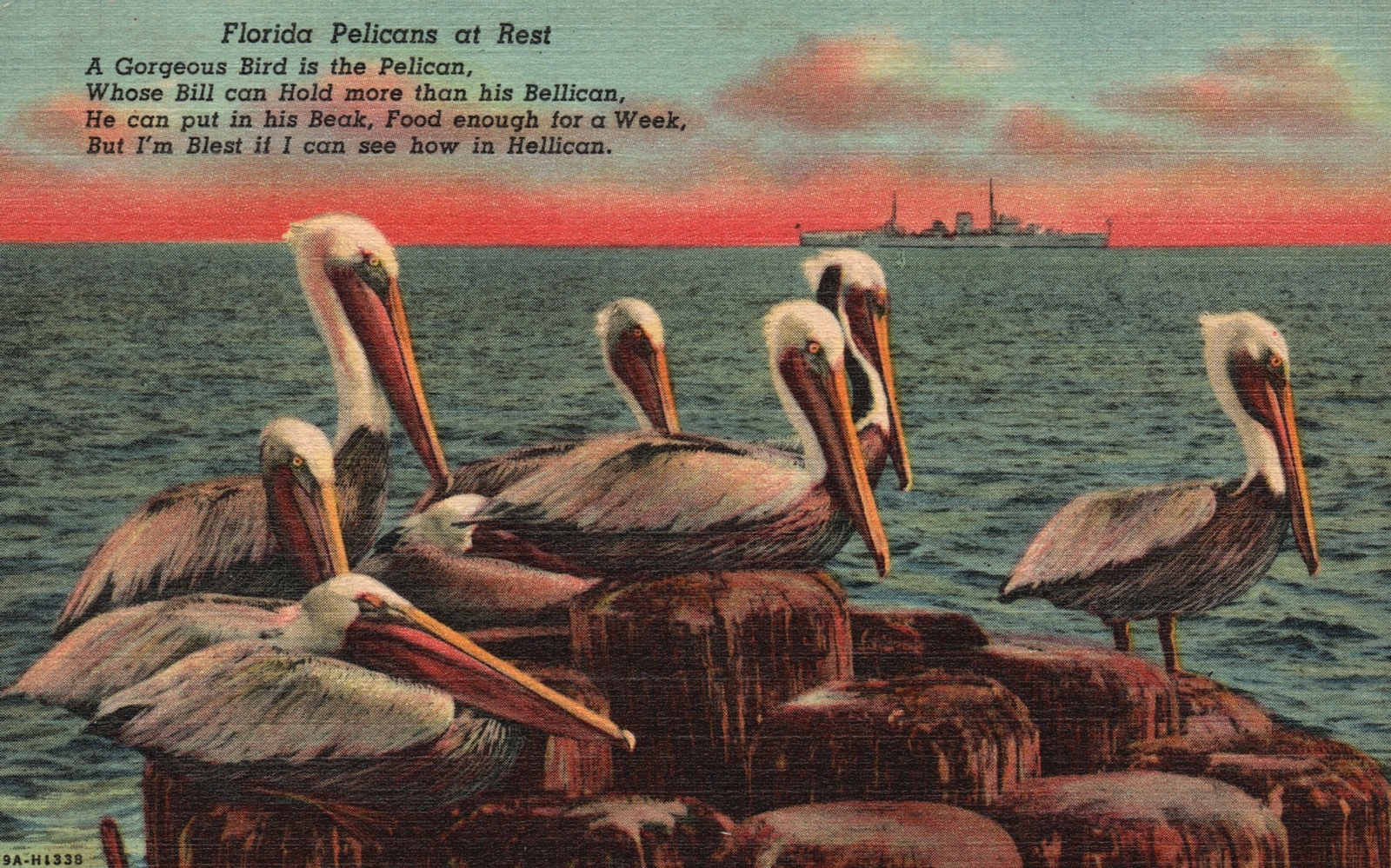 Pelicans At Rest Gorgeous Bird Whose Bill Can Hold More Florida Vintage Postcard